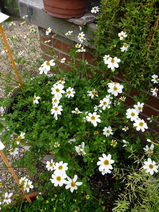Bidens x 'Pirate's Pearl'